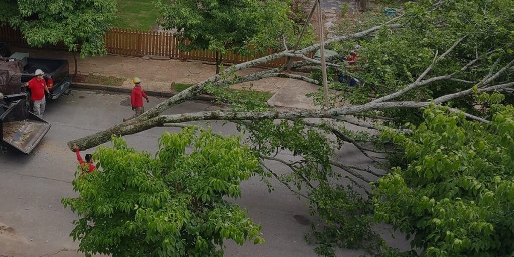 best time to remove trees