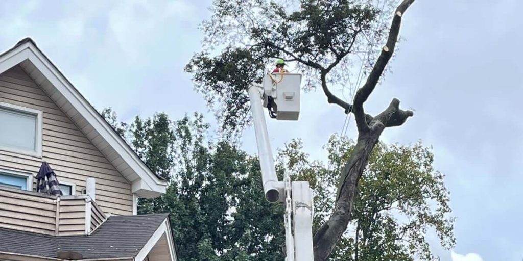 tree topping