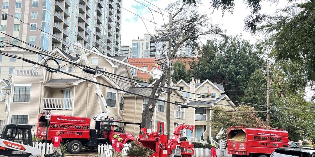 pruning trees near electric utility lines