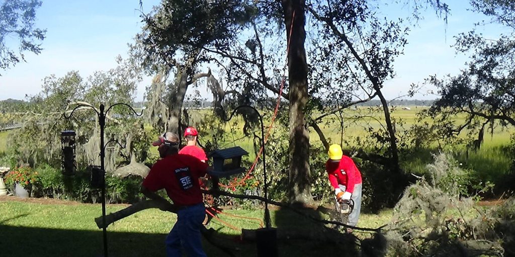 hurricane tree damage