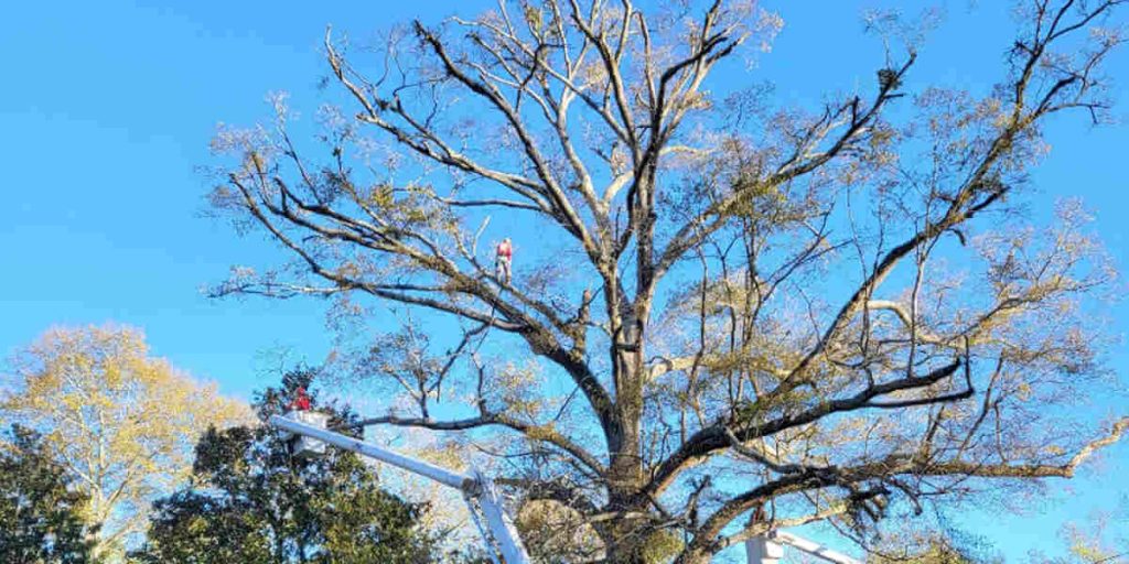 do trees die of old age