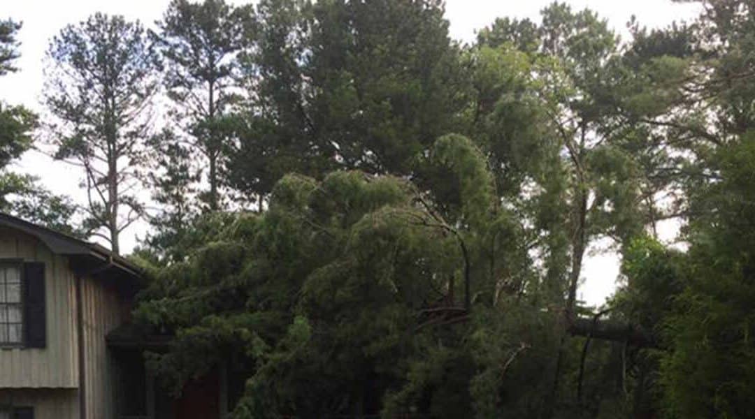 Taking Care of a Leyland Cypress: 5 Tips for Homeowners