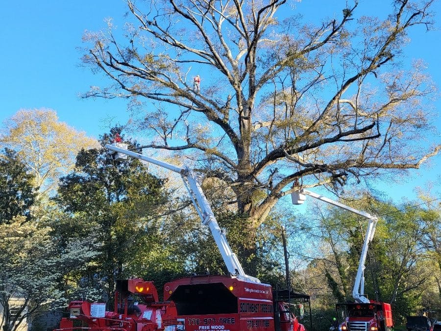 Local Arborist Shares Tree Care Tips for the Residents of Marietta GA