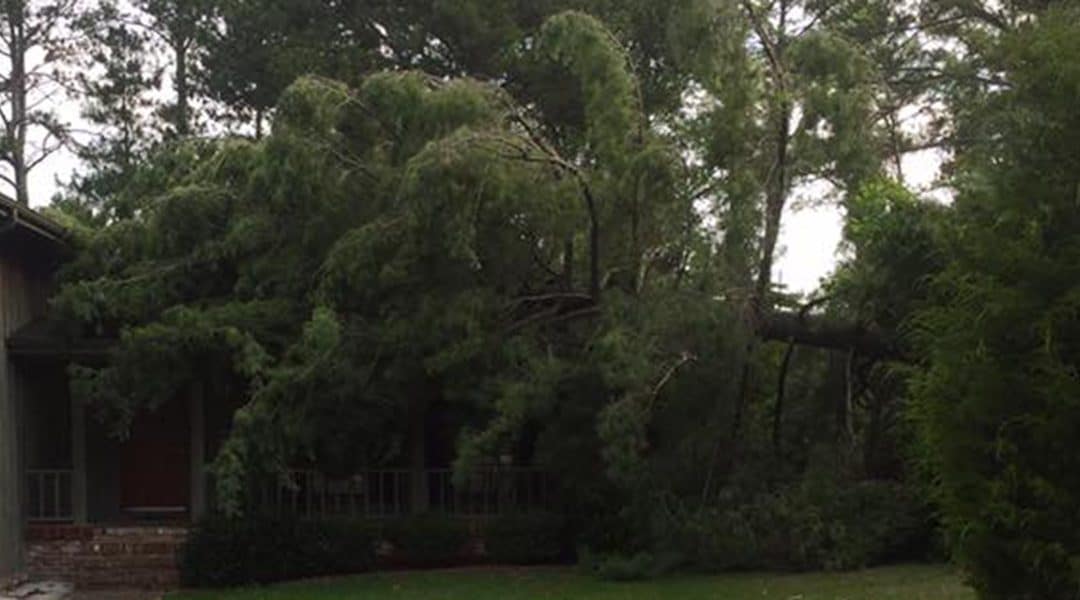 How to Care for a Tree Struck by Lightning
